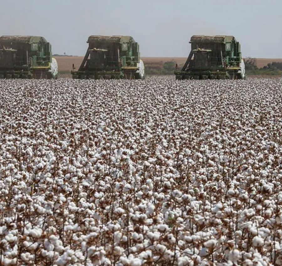https://www.gcnoticias.com.br/rural/safra-de-algodao-do-brasil-pode-ser-a-segunda-maior-da-historia-em-2025-26/254613528